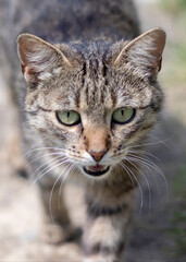 Portrait of furry street kitten close up.