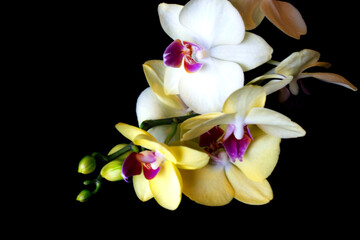 The branch of yellow orchid flowers on a black background