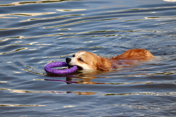 Red dog swimming in a lake with rubber ring. Pet training at summer, bathing at hot weather