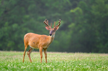 Naklejka na ściany i meble white-tailed deer buck with velvet covered antlers in summer