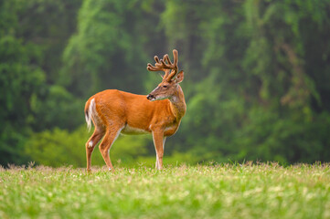 white-tailed deer buck with velvet covered antlers in summer