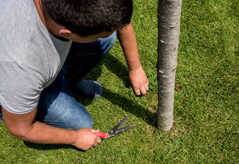 Professional gardener pruning a grass with garden scissors