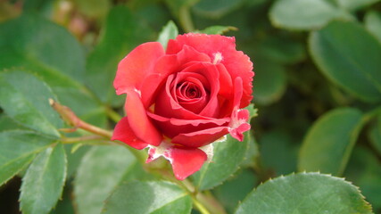 red rose with dew drops