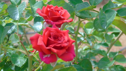 pink roses in garden