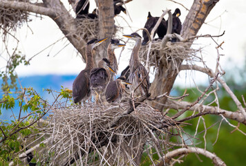A group of Five Juvenile Great Blue Herons look at each other and their surroundings in a large nest atop a tree, with a distant mountain horizon.