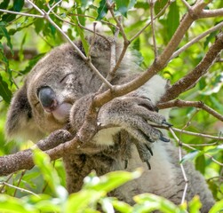 Low angle shallow focus closeup shot of a koala sleeping on a tree branch © Edwin De Jongh/Wirestock