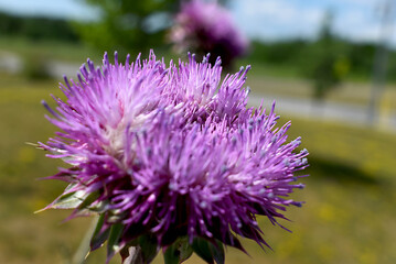 purple thistle flower