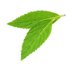 Two fresh green mint leaves isolated on white background.
