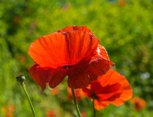 Bright scarlet flower of blooming poppy on a background of green background