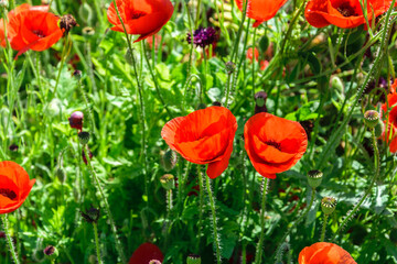 Bright red heads of blooming poppy and buds close-up .