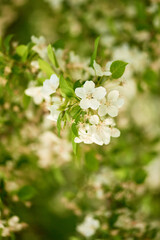 beautiful blooming branch with white flowers close-up. blurred background with bokeh and space for text. vertical frame