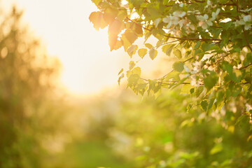 beautiful tree branch with green leaves close-up. rays of the setting sun in the spring park....
