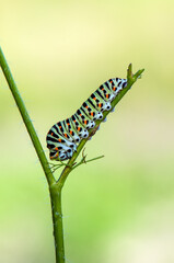 butterfly caterpillar Papilio machaon on a forest plant on a summer day