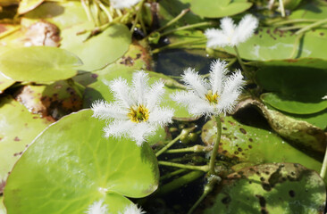 Beautiful water snowflake is blooming in the pond.Menyanthaceae.Nymphoides