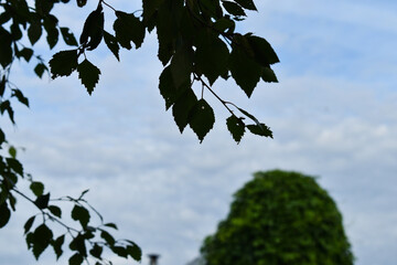 contrast photo of birch leaves against the sky