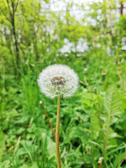 White ripened dandelion in the grass at sunset