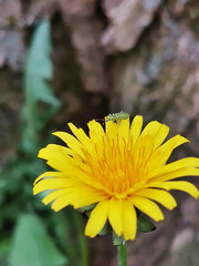 Green beetle on a yellow flower in the grass.
