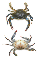 Blue crabs isolated on white