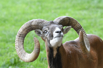 Dickhornschaf auf einer grünen Wiese