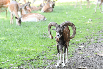 Dickhornschaf auf einer grünen Wiese