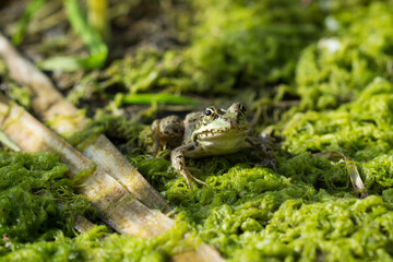 The marsh frog (Pelophylax ridibundus), of the family Ranidae.