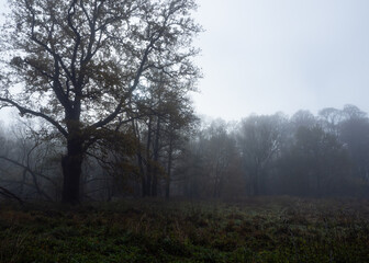 Fototapeta na wymiar A misty forest glade surrounded by trees. Still forest in a cloudy autumn day.