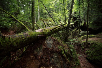 A tropical forest. Green moss on trees and stones