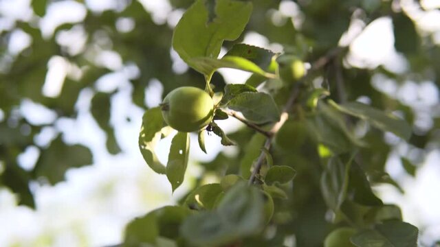Unripe apples sways in the wind in the evening, a branch of the apple tree.