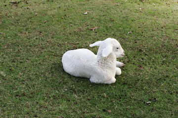 Lamb rest in green grass pasture on farm