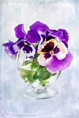 Photo of a beautiful pansy flowers close-up on a blue background. Beautiful and delicate flowers.The image was specially created by using a texture overlay.

