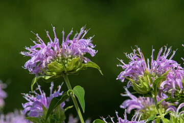 Bee balm in the garden. Known as Monarda it is a genus of flowering plants in the mint family, Lamiaceae. It is endemic to North America. Common names include horsemint and bergamot. 