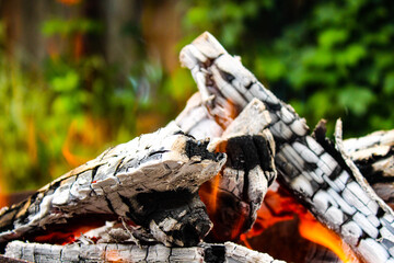 lizard on a tree. Fire. 