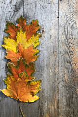 vertical image og colorful maple leaves lie in row  on gray background, layout for postcard, copyspace for text. Autumn mood concept.