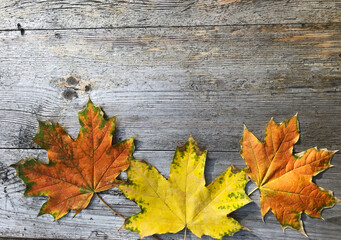 Naklejka na ściany i meble three bright colorful maple leaves lie on gray wooden background in botton of image. Copy space for text Layout for postcard. Autumn moon concept.