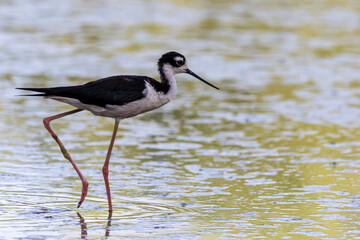 Black necked stilt wading in water