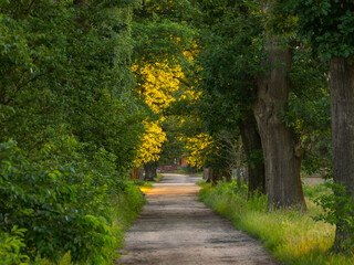 Polna nieutwardzona droga wśród szpaleru dębów.