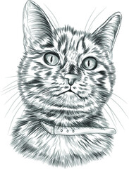 cat portrait striped black and white sketch tattoo graphics vector illustration