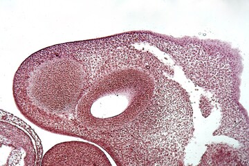Section of a porcine embryo head under the microscope