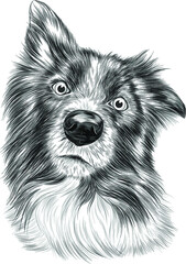 The border collie Brittany Spaniel dog black and white sketch vector illustration