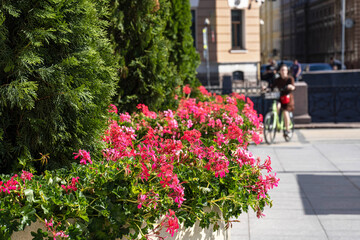 Fototapeta na wymiar a street decorated with bright pink geraniums and cypresses