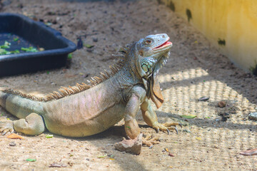Cute green iguana (Iguana iguana), also known as the American iguana, is a large, arboreal, mostly herbivorous species of lizard