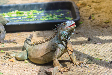 Cute green iguana (Iguana iguana), also known as the American iguana, is a large, arboreal, mostly herbivorous species of lizard