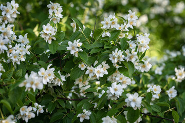 white jasmine flowers and green leaves close up