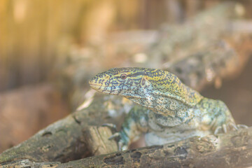 Cute Nile monitor (Varanus niloticus) is a large member of the monitor family (Varanidae) found throughout most of Sub-Saharan Africa and along the Nile.