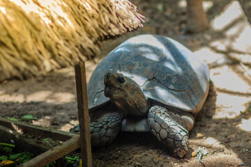 Cute Asian Black Tortoise (Manouria emys phayrei) or Burmese black tortoise