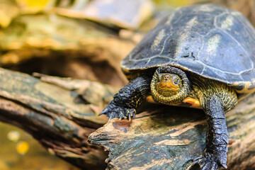 Cute Asian box turtle, Siamese box terrapin (Cuora amboinensis) in the pond. Cuora amboinensis are recognized by their dark olive or black colored head, with three yellow stripes along each side.
