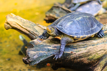 Cute Asian box turtle, Siamese box terrapin (Cuora amboinensis) in the pond. Cuora amboinensis are recognized by their dark olive or black colored head, with three yellow stripes along each side.