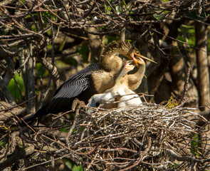 A female anhinga in her nest with two hungry chicks.  She is feeding one of the chicks.