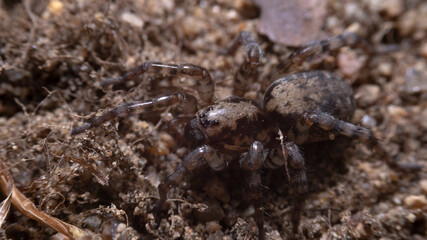 Sand spider