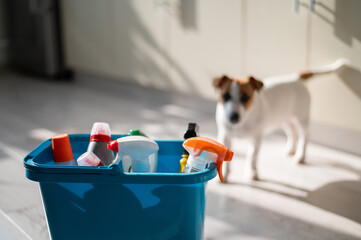 Blue bucket with bottles of detergent on a parquet light floor. Jack Russell Terrier on a...